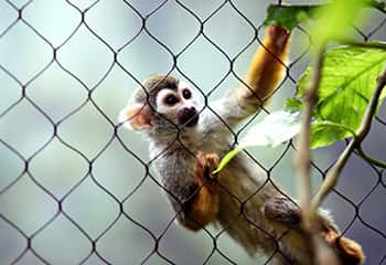 Rede de Protecao para Animais em Sao Paulo