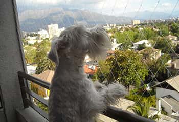 Rede de Protecao para Cachorros em Sao Paulo