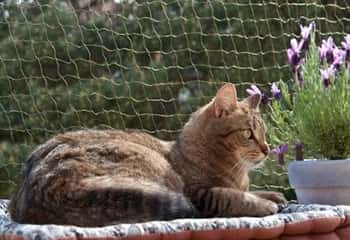Rede de Protecao para Gatos em Sao Paulo