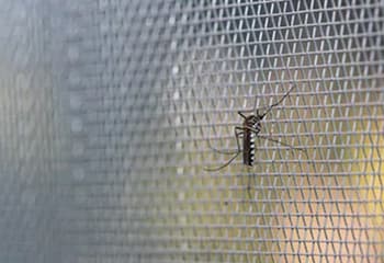 Tela Mosquiteira para Pernilongo