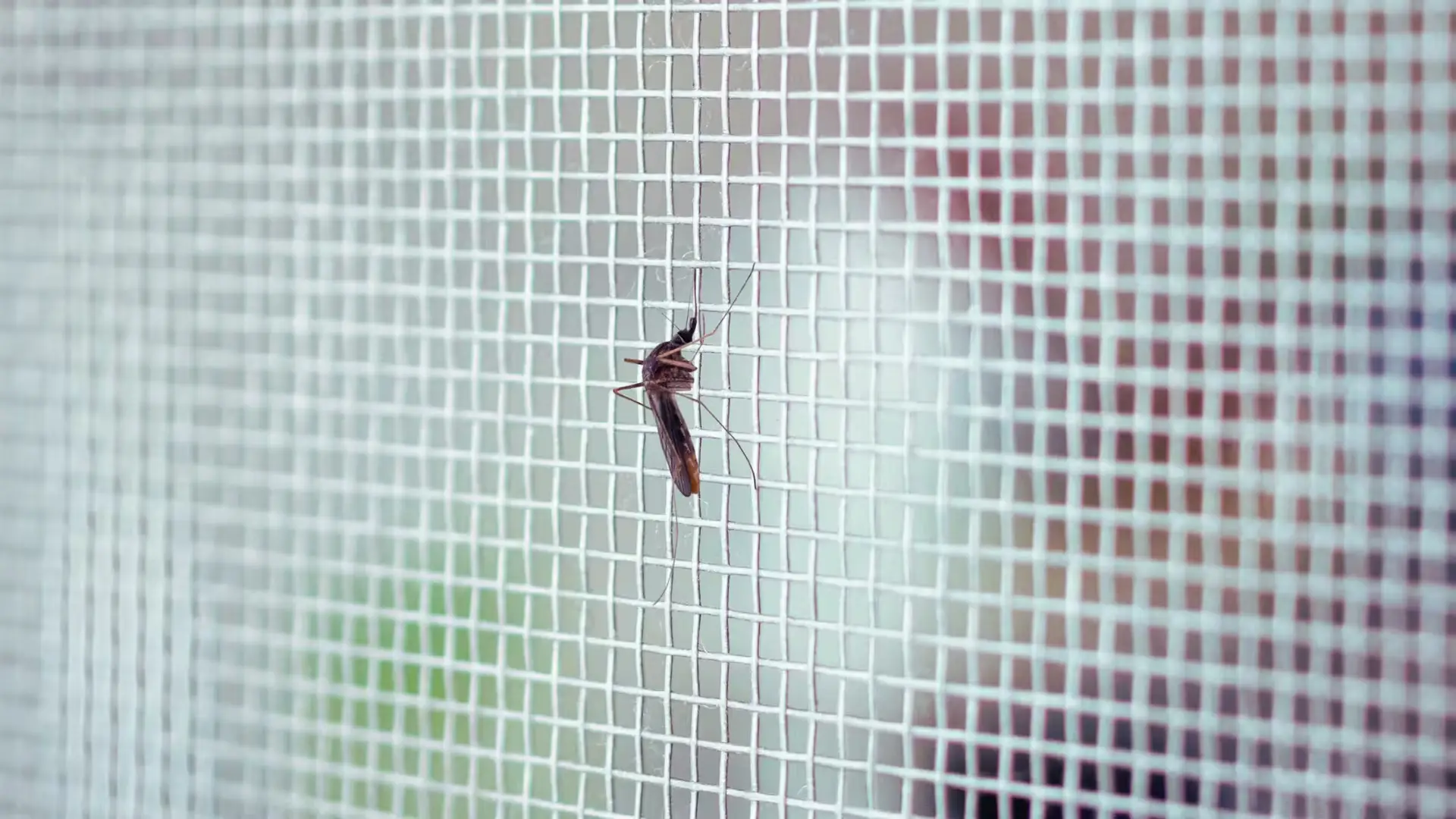 Tela Mosquiteira em São Paulo